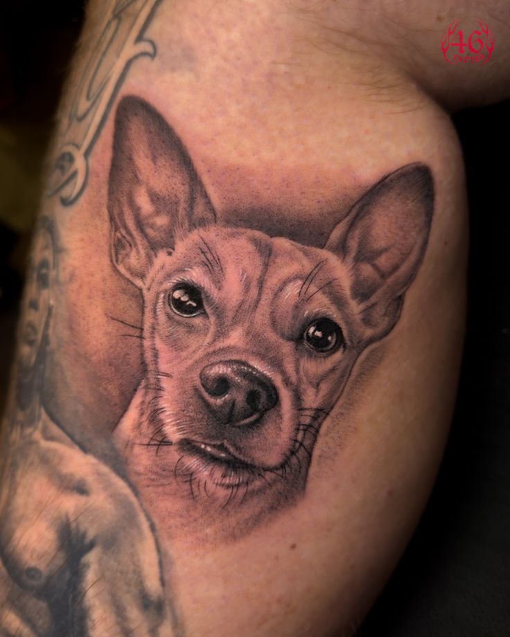 Animal Portraits