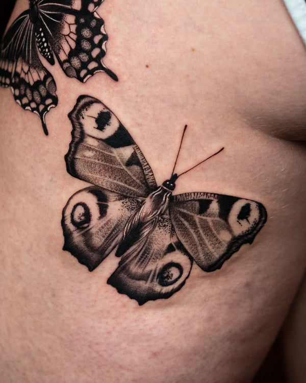 Moth