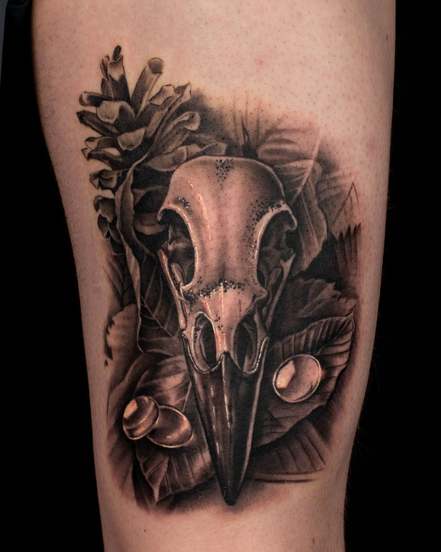 Bird Skull