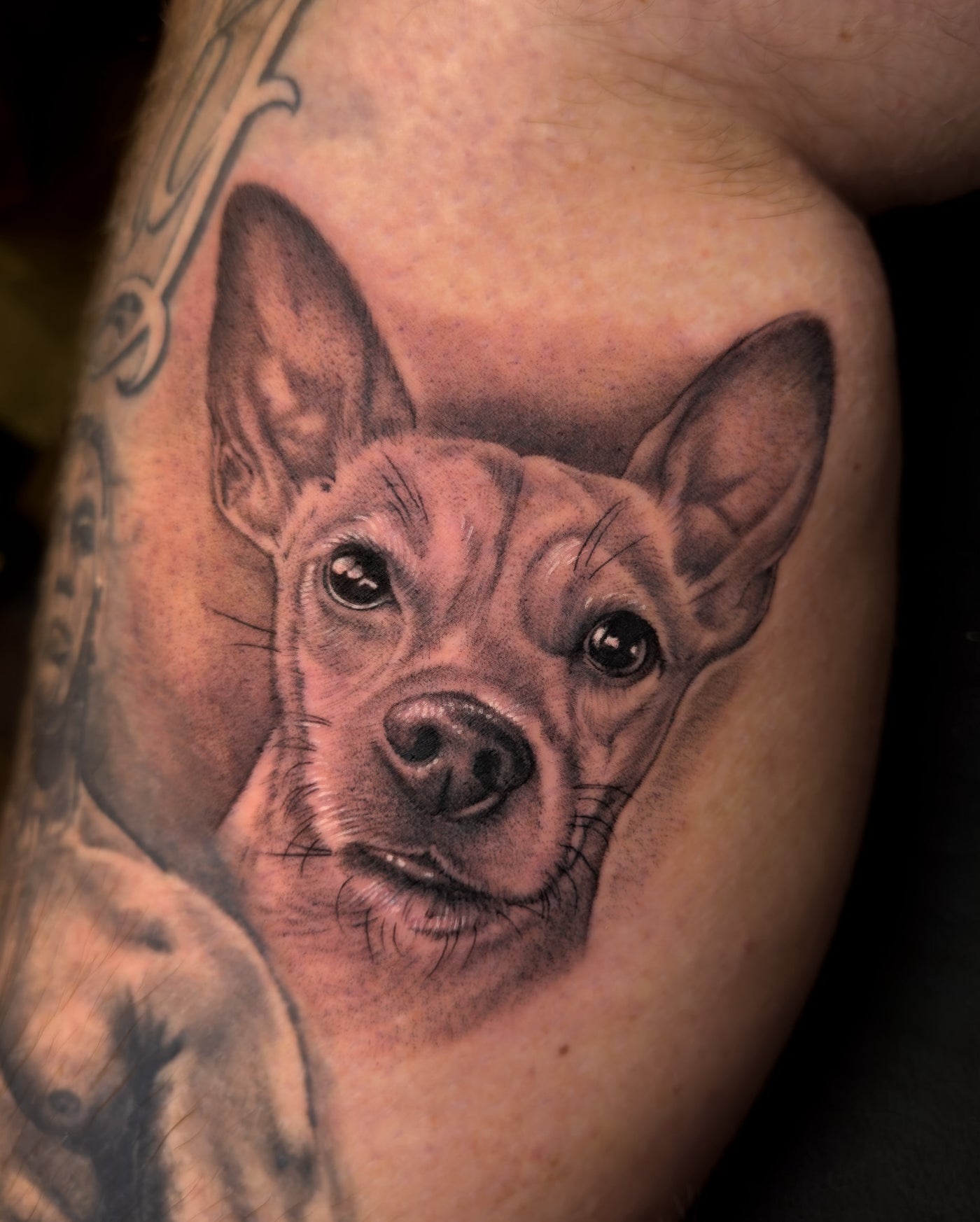 Dog