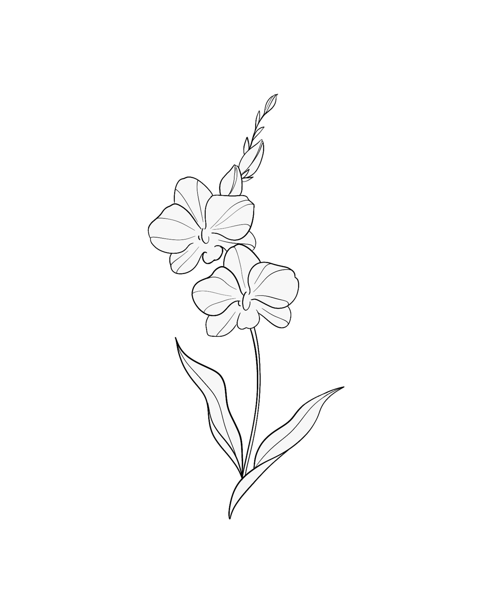 Soft Orchid
