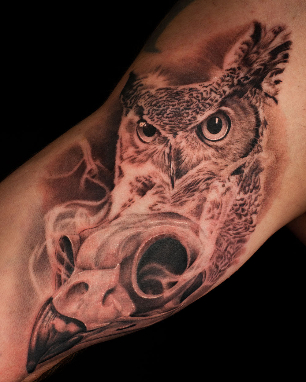 Bird Skull