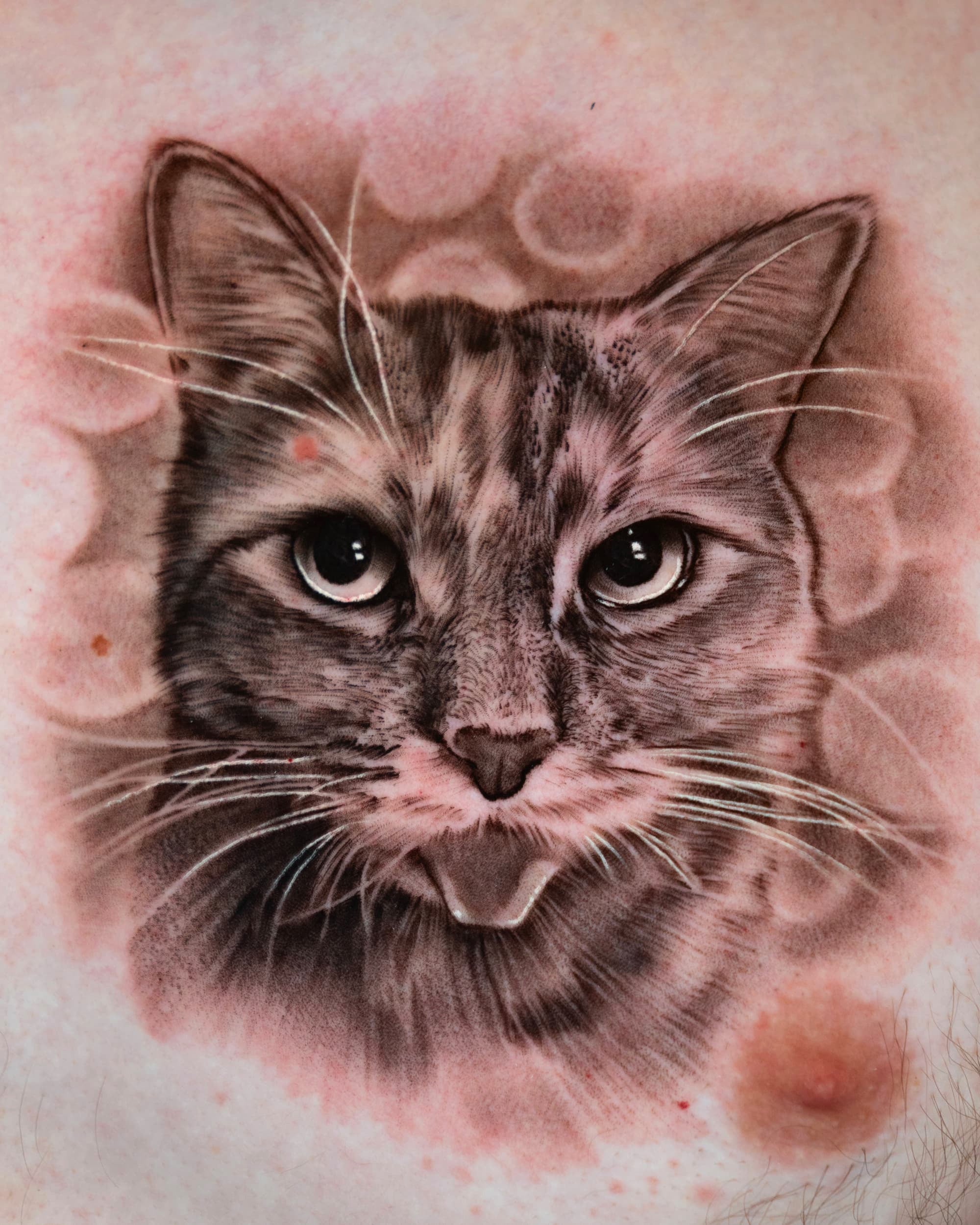 Cat tattoo reference 2