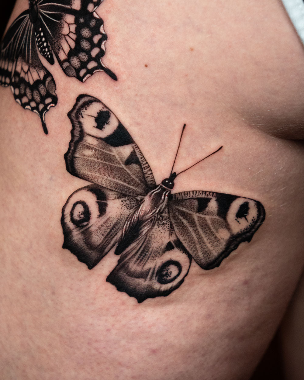 Moth tattoo reference 1