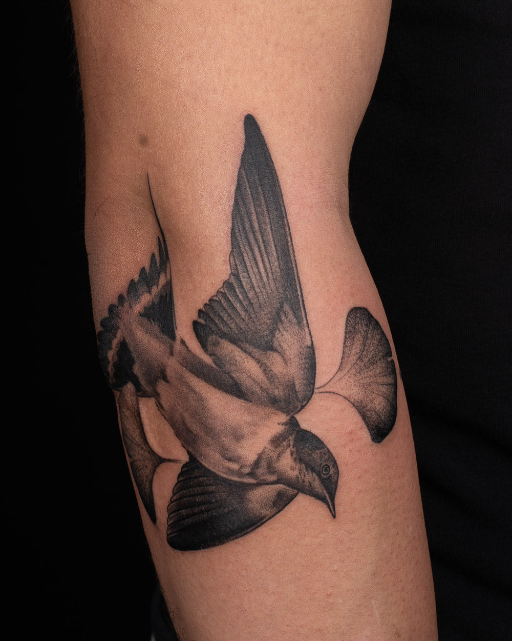 Swallow